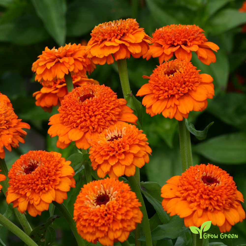 20 seeds of Orange Zinnia - ZINNIA ELEGANS + Gift 5 seeds of Sunflower