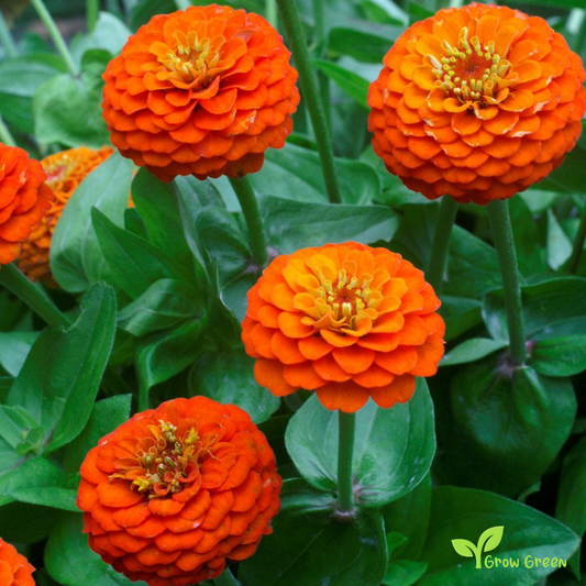20 seeds of Orange Zinnia - ZINNIA ELEGANS + Gift 5 seeds of Sunflower