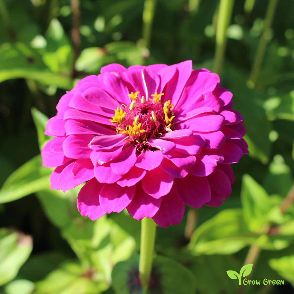 20 seeds of Purple Zinnia - ZINNIA ELEGANS + Gift 5 seeds of Sunflower