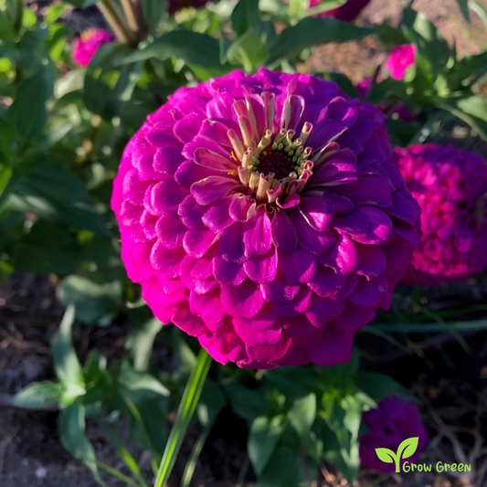 20 seeds of Purple Zinnia - ZINNIA ELEGANS + Gift 5 seeds of Sunflower