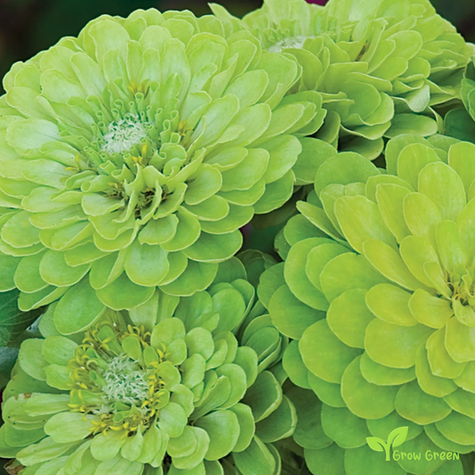 20 seeds of Green Zinnia - ZINNIA ELEGANS + Gift 5 seeds of Sunflower