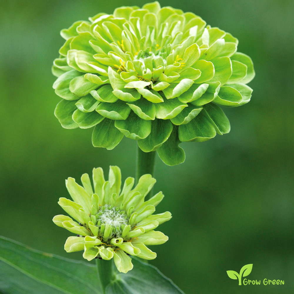 Green Zinnia (zinnia elegans) | 20 seeds