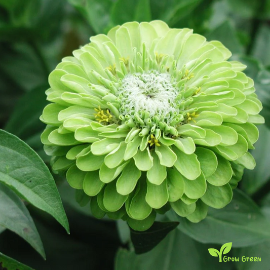 20 seeds of Green Zinnia - ZINNIA ELEGANS + Gift 5 seeds of Sunflower