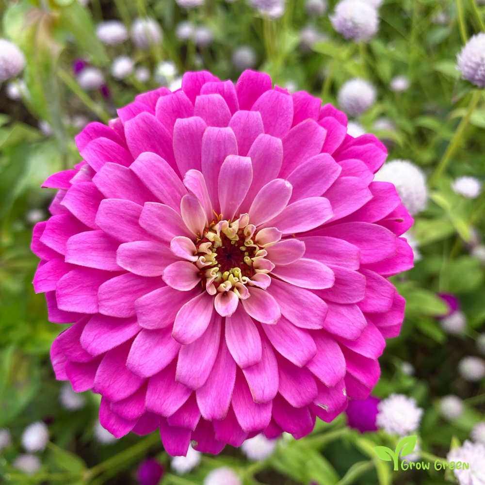 20 seeds of Pink Zinnia - ZINNIA ELEGANS + Gift 5 seeds of Sunflower