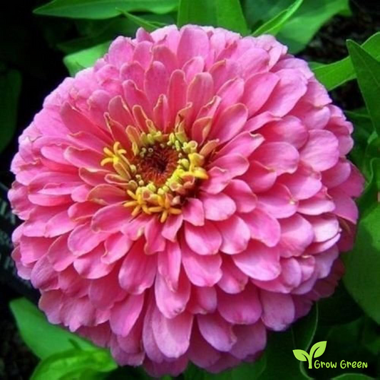 20 seeds of Pink Zinnia - ZINNIA ELEGANS + Gift 5 seeds of Sunflower