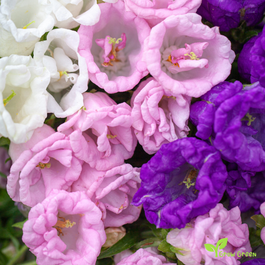 30 seeds of Mix Colour Canterbury Bells - CAMPANULA MEDIUM + Gift 5 seeds of Sunflower