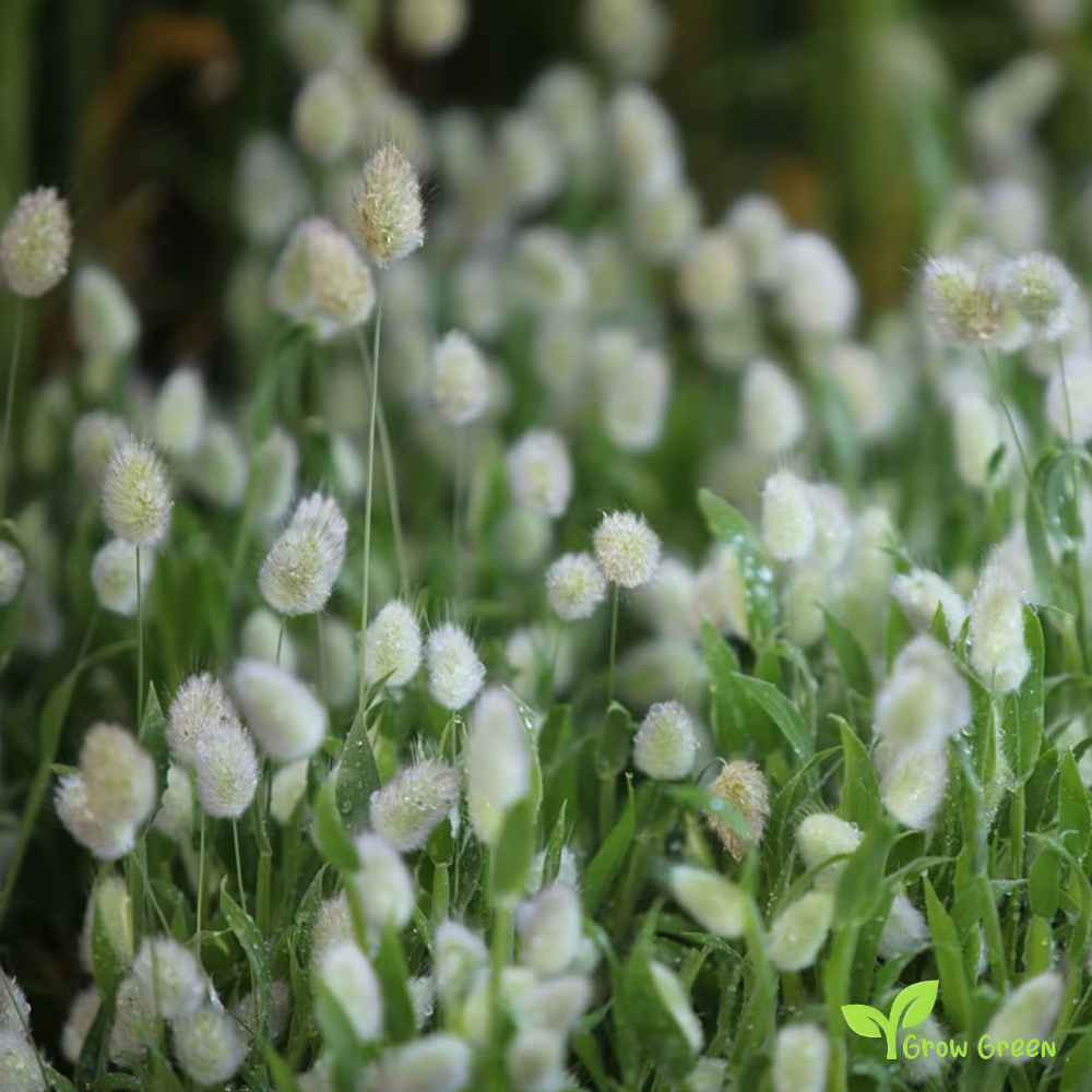 20 seeds of Bunny's Tails Grass - LAGURUS OVATUS + Gift 5 seeds of Sunflower