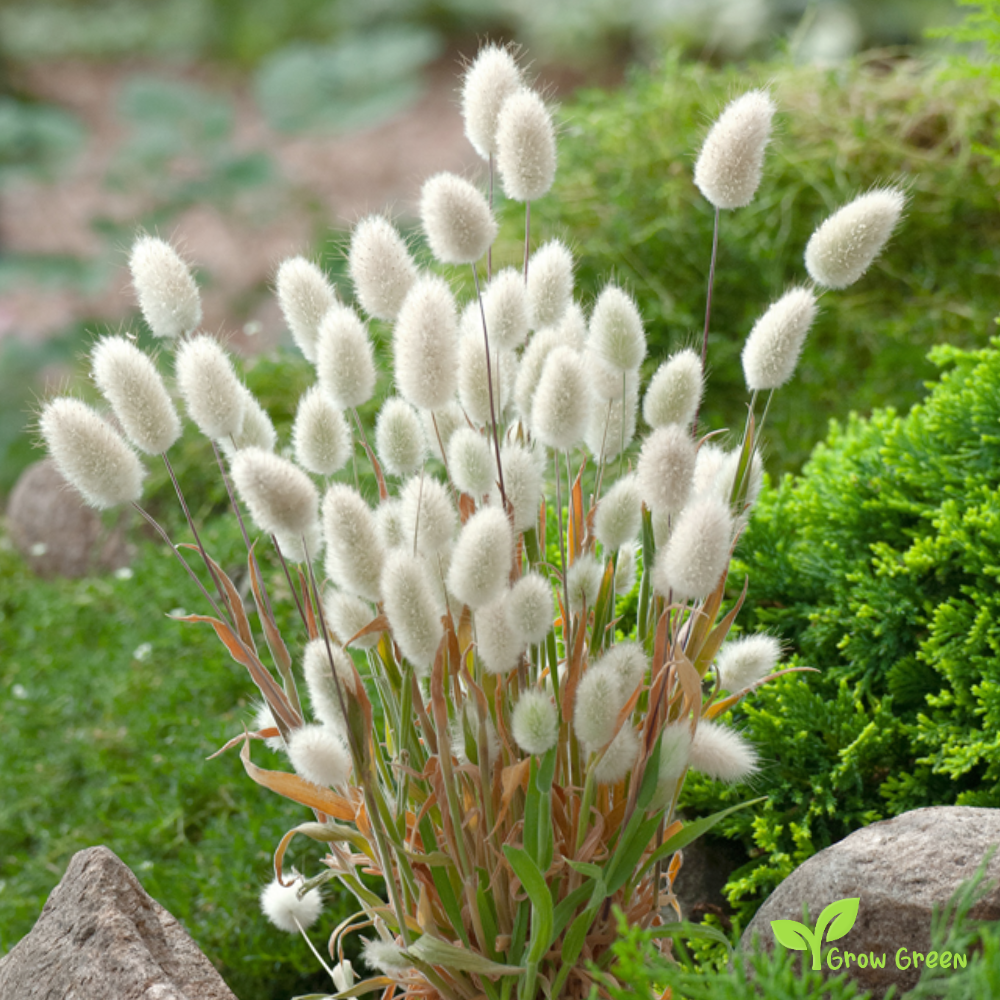 20 seeds of Bunny's Tails Grass - LAGURUS OVATUS + Gift 5 seeds of Sunflower