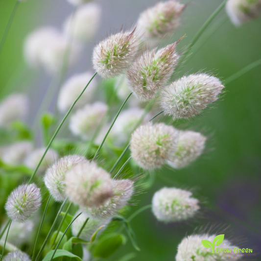 20 seeds of Bunny's Tails Grass - LAGURUS OVATUS + Gift 5 seeds of Sunflower
