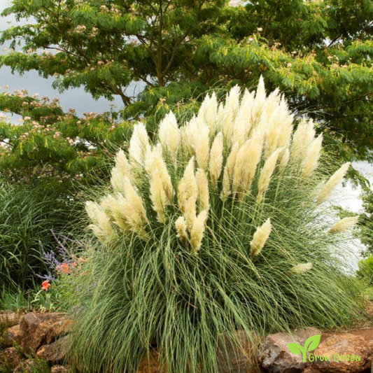 20 seeds of Pampas Grass - CORTADERIA SELLOANA + Gift 5 seeds of Sunflower