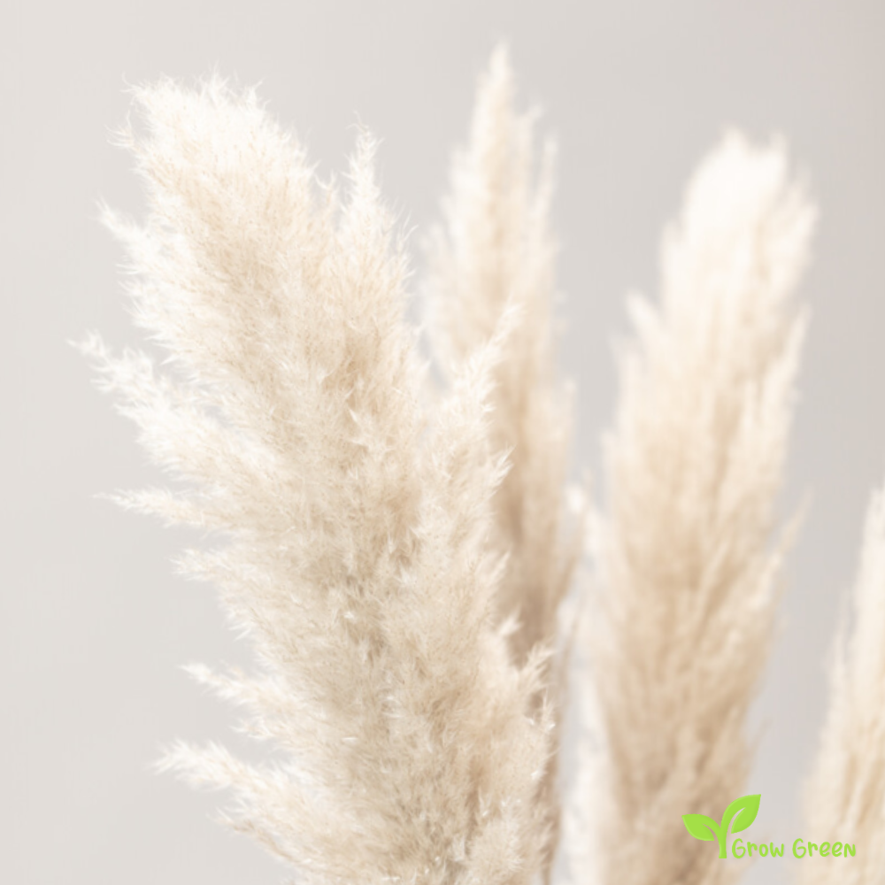 20 seeds of Pampas Grass - CORTADERIA SELLOANA + Gift 5 seeds of Sunflower