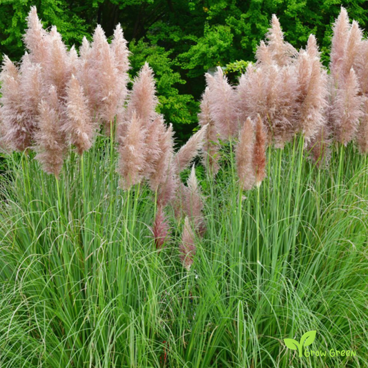 20 seeds Pink Pampas Grass - CORTADERIA SELLOANA + Gift 5 seeds of Sunflower