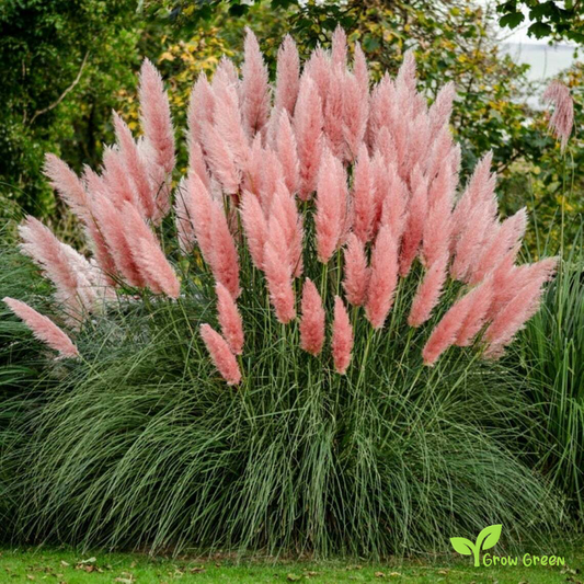 20 seeds Pink Pampas Grass - CORTADERIA SELLOANA + Gift 5 seeds of Sunflower