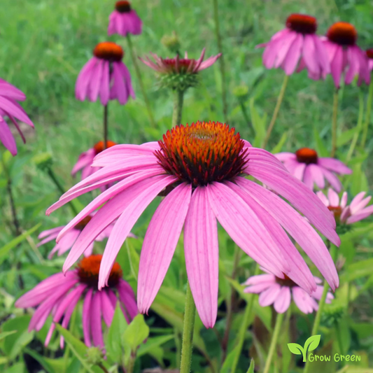 20 seeds of Coneflower - ECHINACEA + Gift 5 seeds of Sunflower