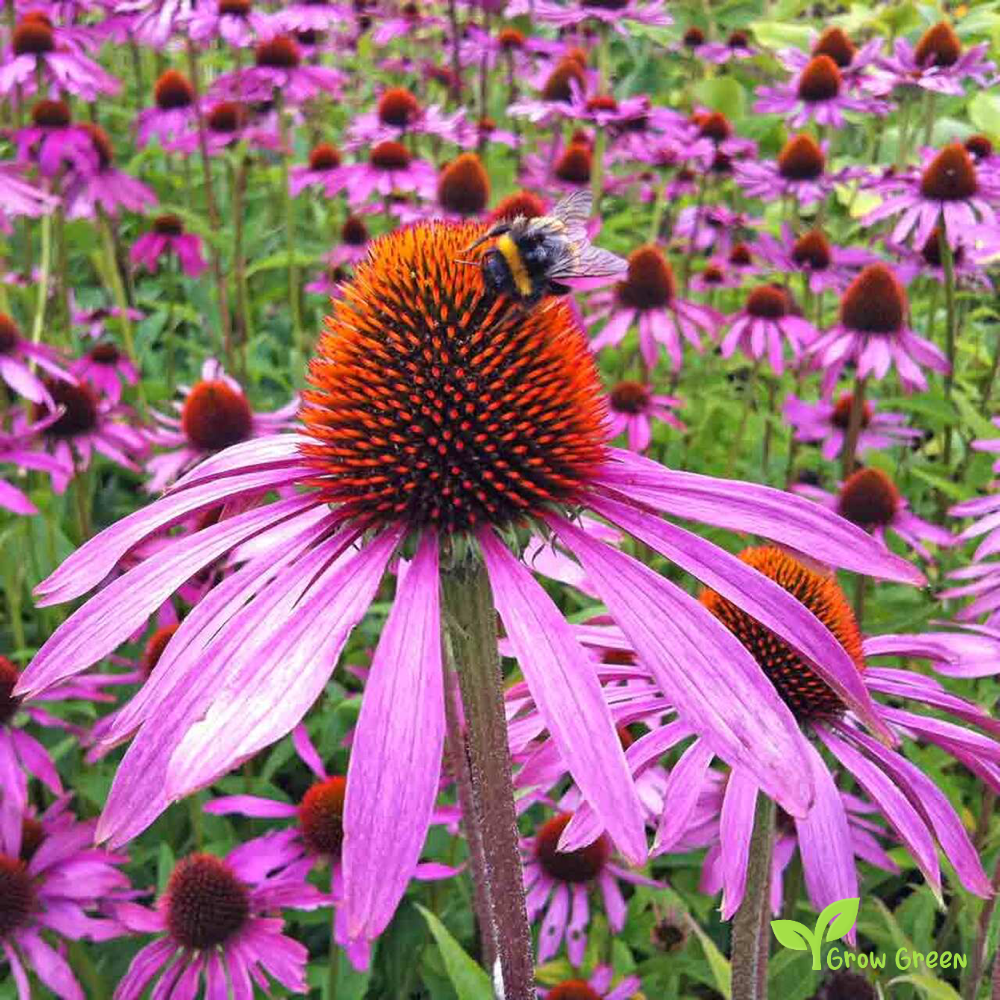 20 seeds of Coneflower - ECHINACEA + Gift 5 seeds of Sunflower