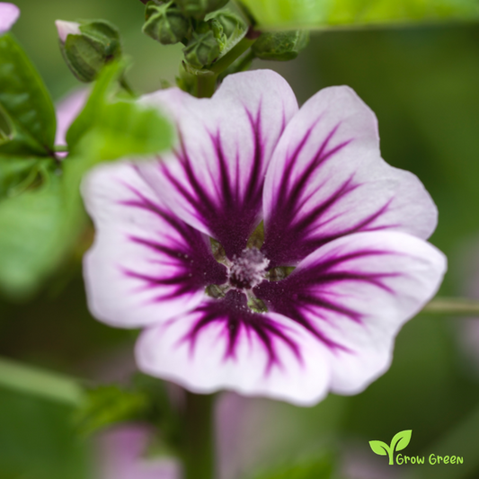 10 seeds of Mallow - MALVA SYLVESTRIS - Zebrina + Gift 5 seeds of Sunflower