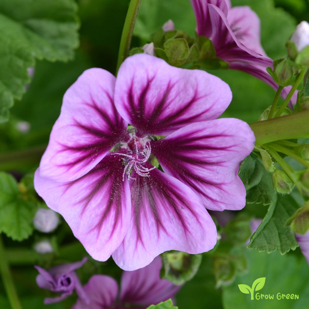 10 seeds of Mallow - MALVA SYLVESTRIS - Zebrina + Gift 5 seeds of Sunflower