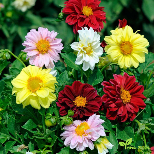 20 seeds of Dwarf Dahlia - DAHLIA + Gift 5 seeds of Sunflower