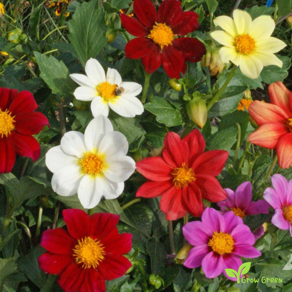 20 seeds of Dwarf Dahlia - DAHLIA + Gift 5 seeds of Sunflower