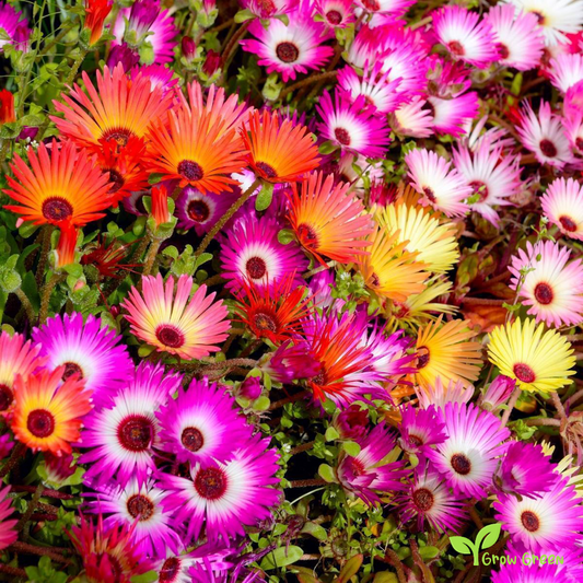 20 seeds of Mix Colour Livingstone Daisy - CLERETUM BELLIDIFORME + Gift 5 seeds of Sunflower
