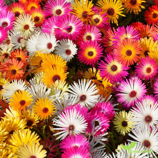20 seeds of Mix Colour Livingstone Daisy - CLERETUM BELLIDIFORME + Gift 5 seeds of Sunflower