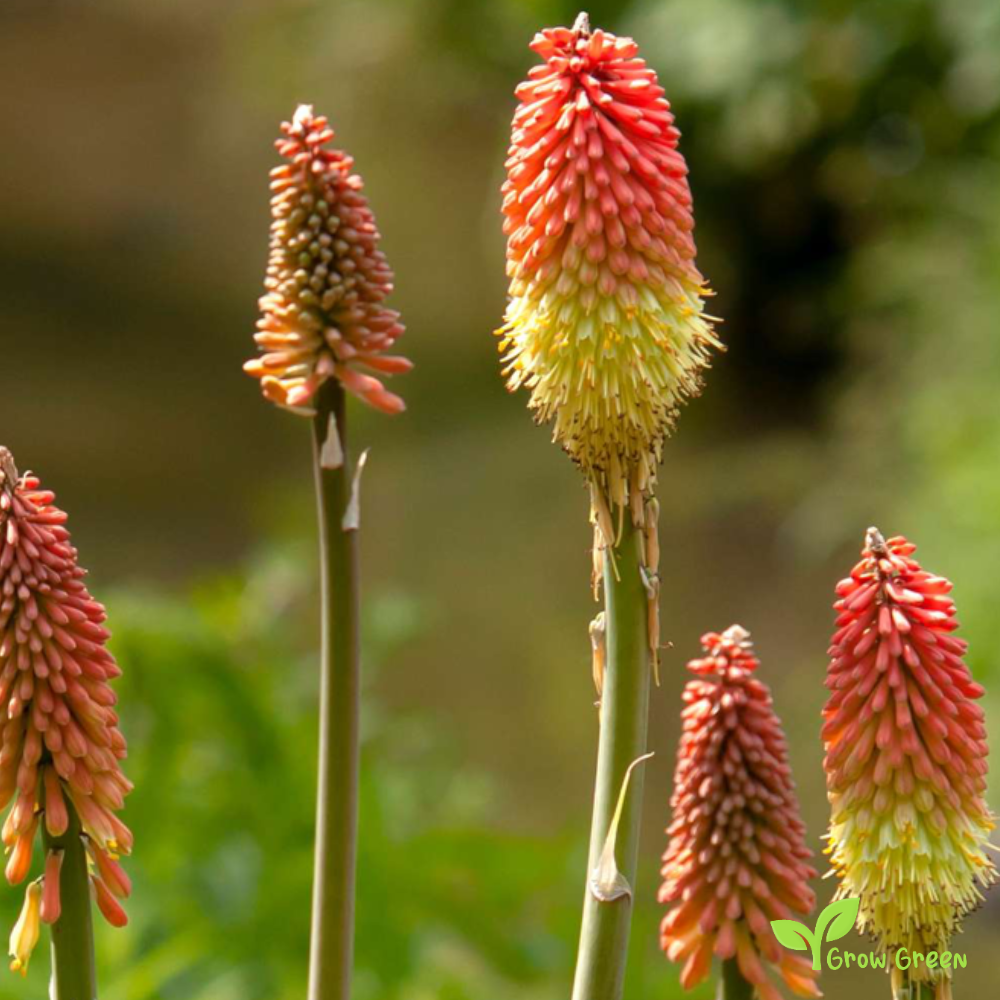10 seeds of Red Hot Poker - KNIPHOFIA UVARIA + Gift 5 seeds of Sunflower