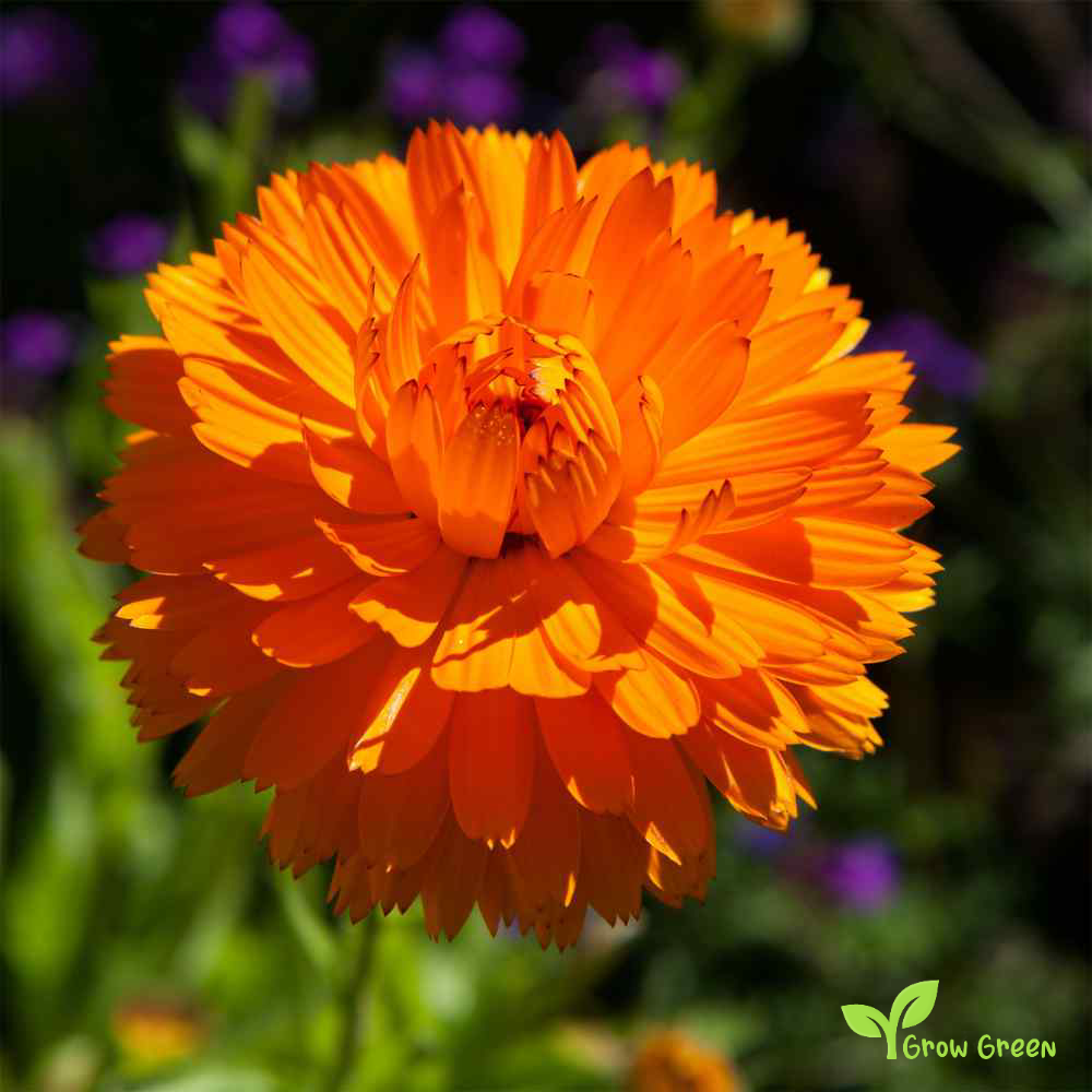 20 seeds of Orange Calendula - CALENDULA OFFICINALIS + Gift 5 seeds of Sunflower