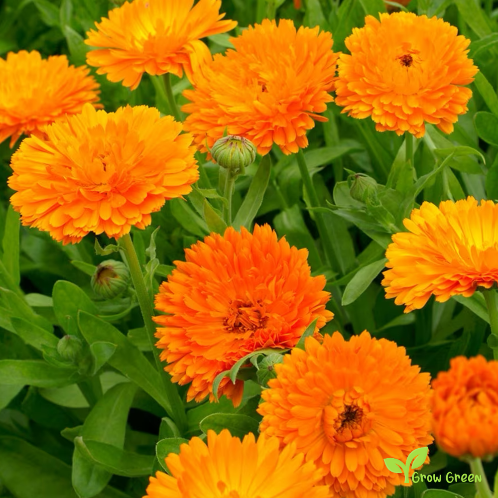 20 seeds of Orange Calendula - CALENDULA OFFICINALIS + Gift 5 seeds of Sunflower