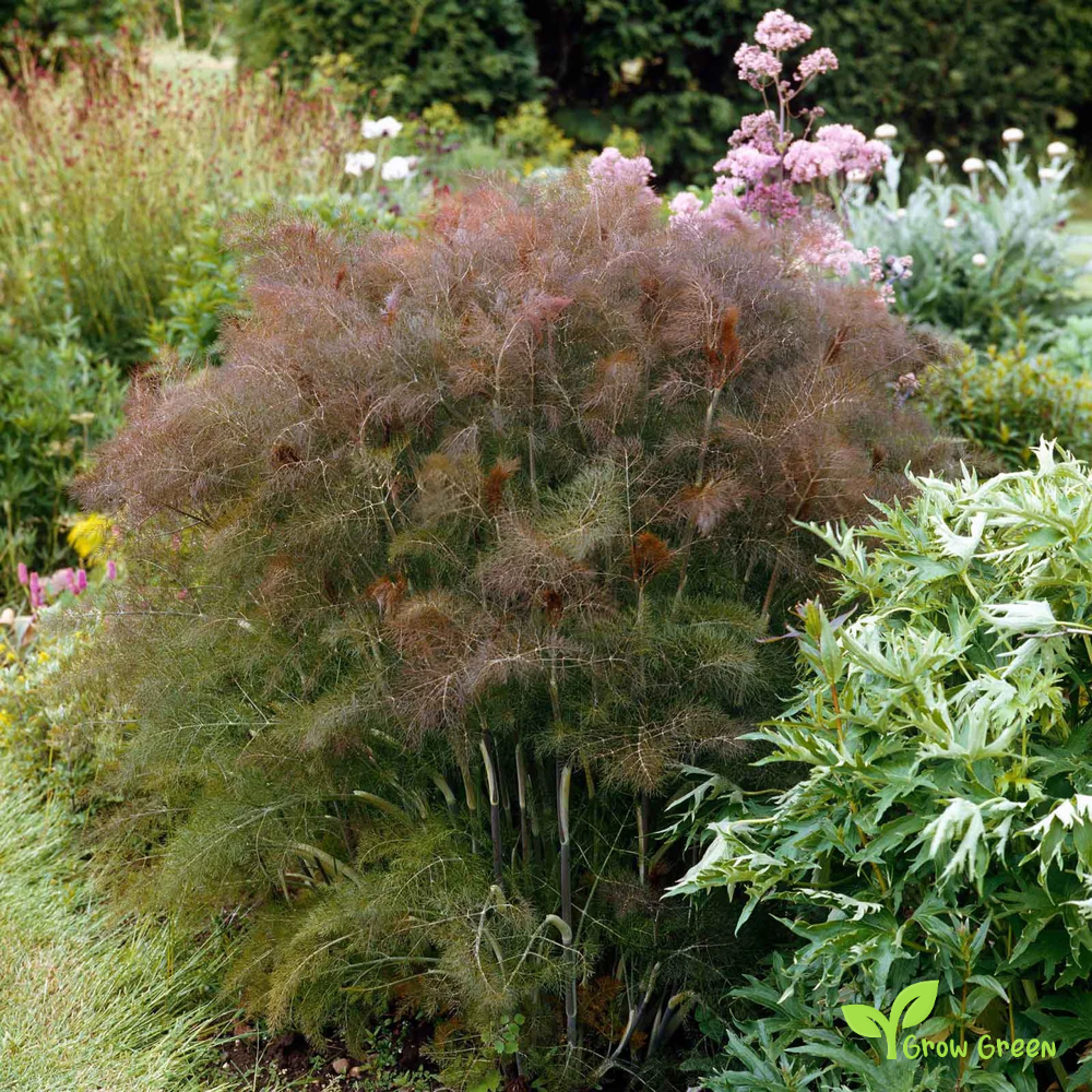 20 seeds of Bronze Fennel - FOENICULUM VULGARE + Gift 5 seeds of Sunflower