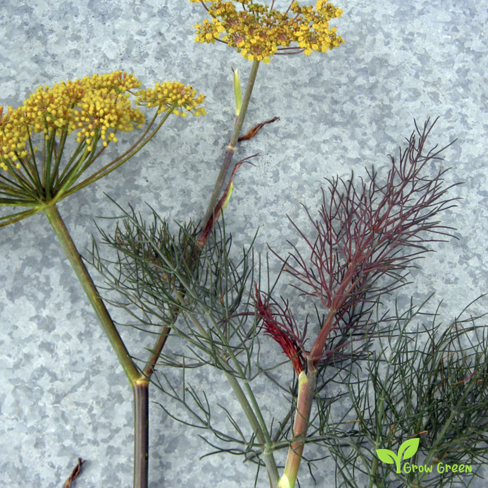 20 seeds of Bronze Fennel - FOENICULUM VULGARE + Gift 5 seeds of Sunflower
