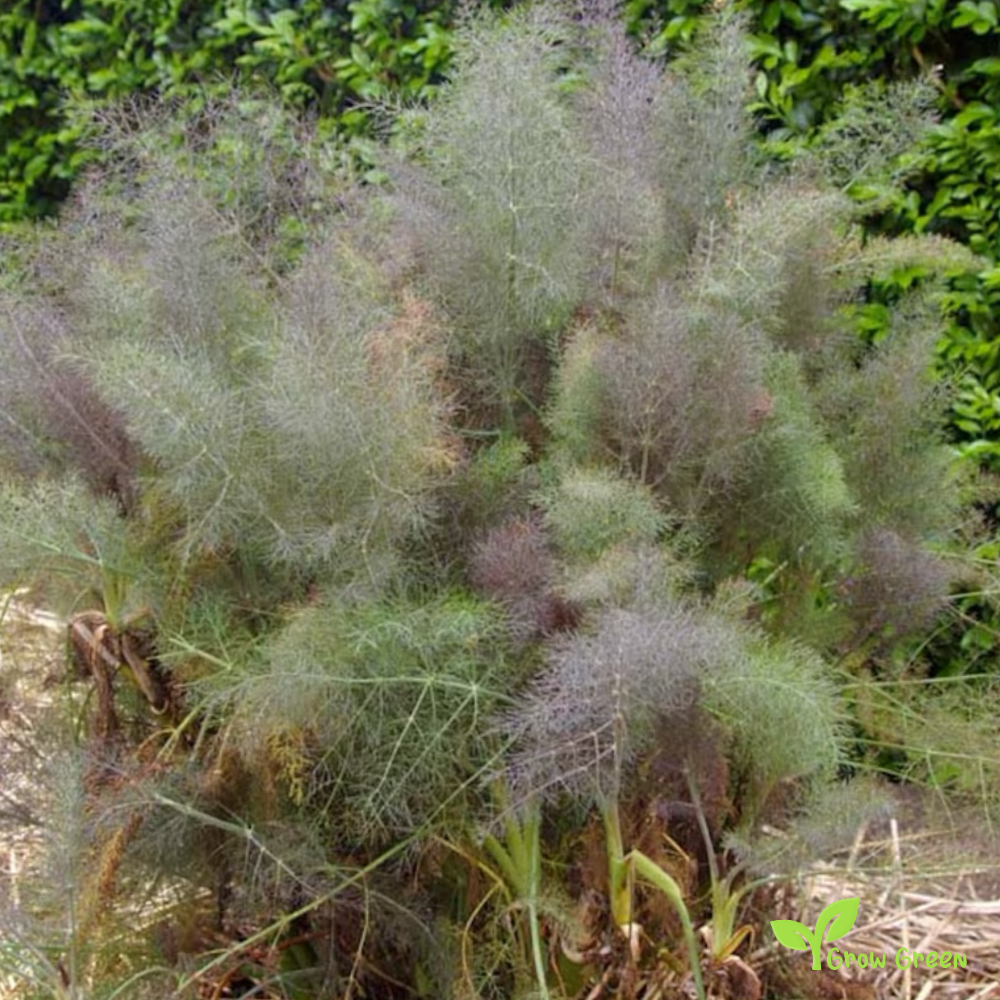 20 seeds of Bronze Fennel - FOENICULUM VULGARE + Gift 5 seeds of Sunflower
