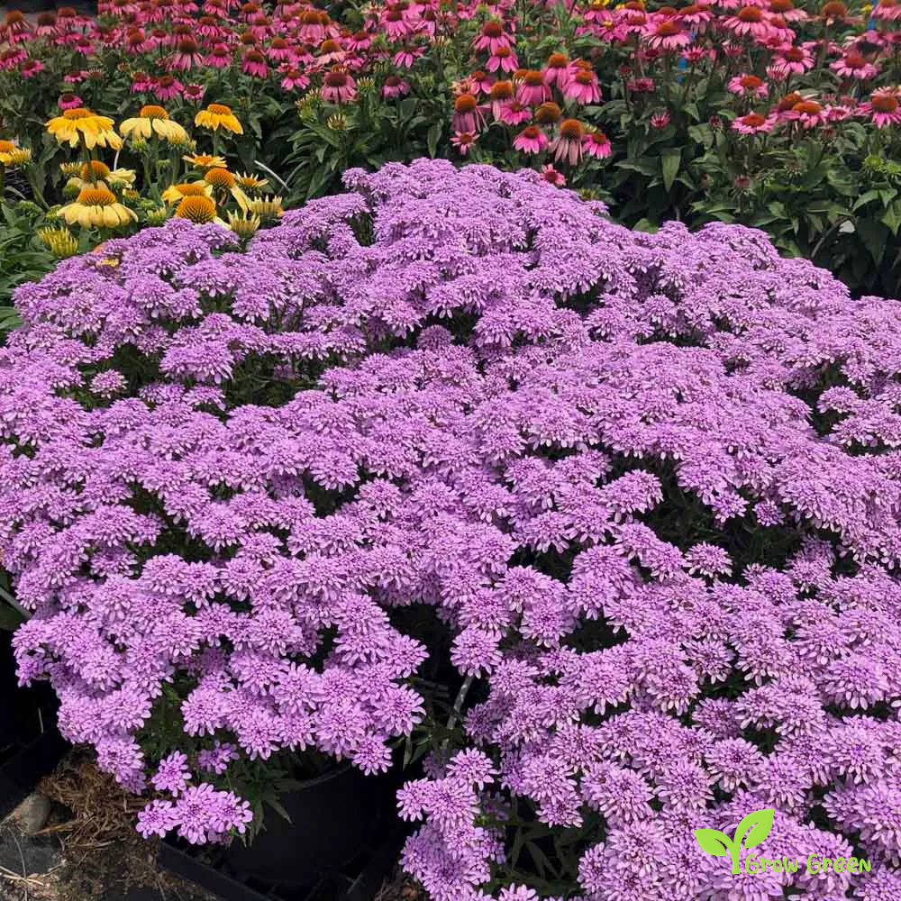 20 seeds of Violet Candytuft - IBERIS UMBELLATA + Gift 5 seeds of Sunflower