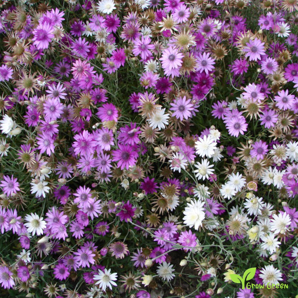 20 seeds of Xeranthemum - XERANTHEMUM ANNUUM + Gift 5 seeds of Sunflower