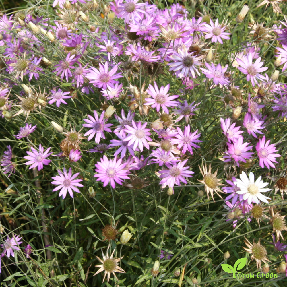 20 seeds of Xeranthemum - XERANTHEMUM ANNUUM + Gift 5 seeds of Sunflower