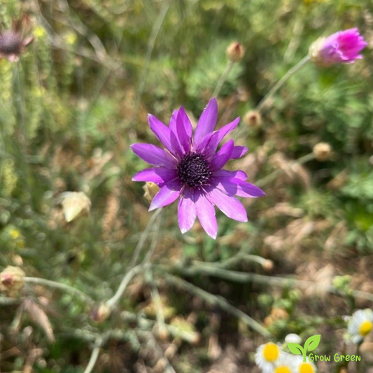 20 seeds of Xeranthemum - XERANTHEMUM ANNUUM + Gift 5 seeds of Sunflower