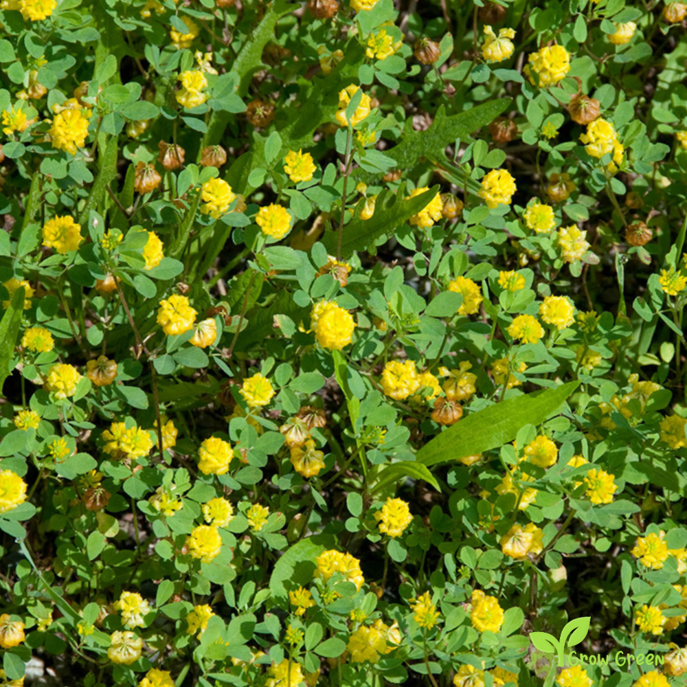 40 seeds of Yellow Clover - TRIFOLIUM + Gift 5 seeds of Sunflower