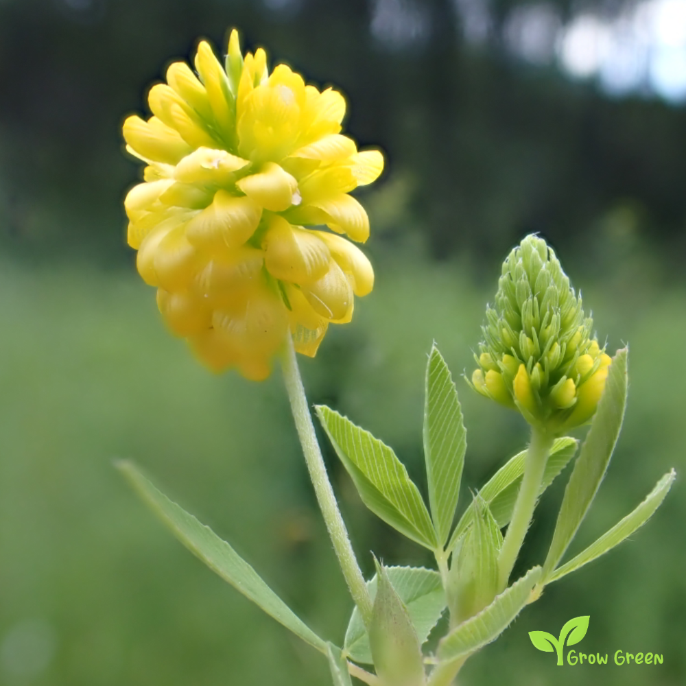 40 seeds of Yellow Clover - TRIFOLIUM + Gift 5 seeds of Sunflower