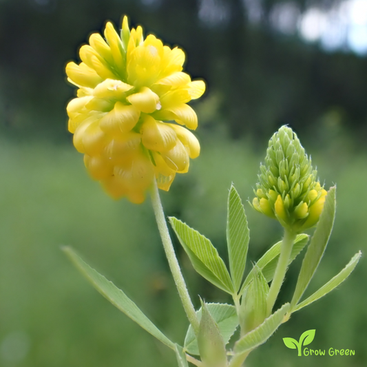 40 seeds of Yellow Clover - TRIFOLIUM + Gift 5 seeds of Sunflower