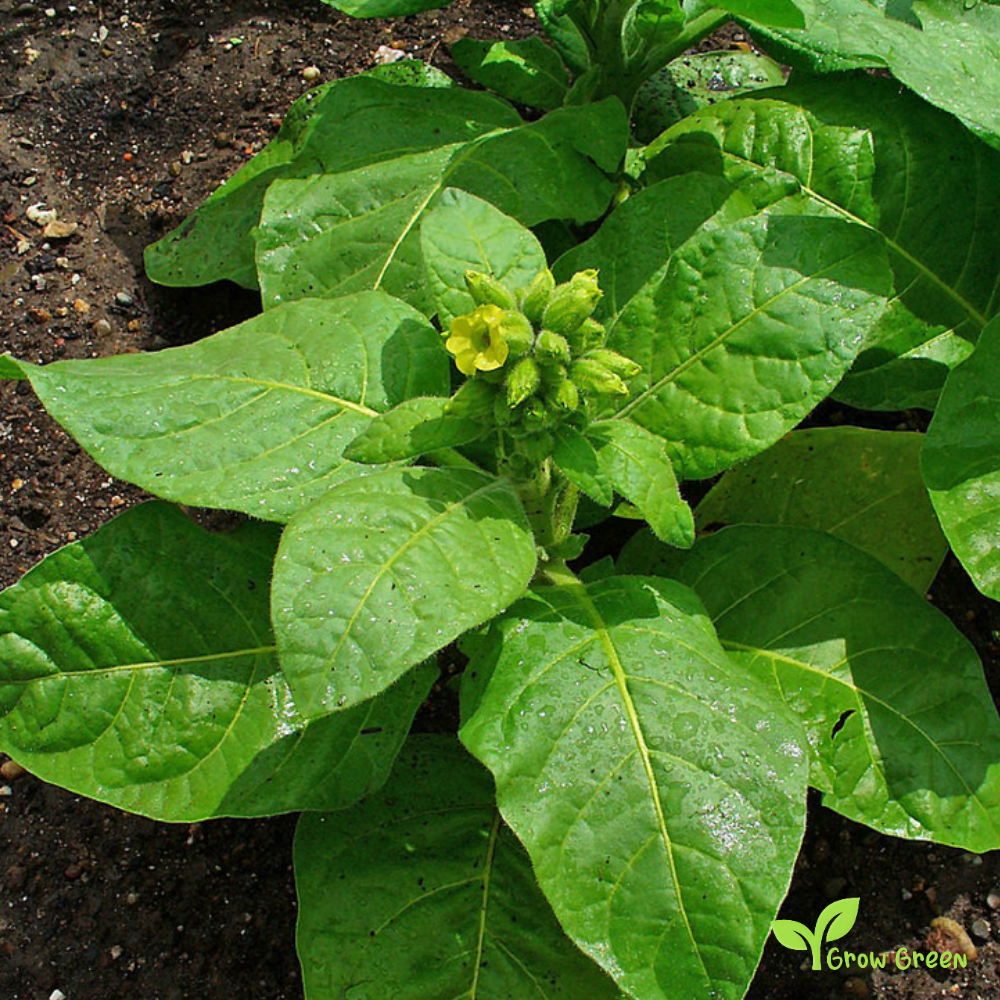 10 seeds of Luti Kambichki Chilli Pepper - CAPSICUM ANNUUM + Gift 5 seeds of Sunflower