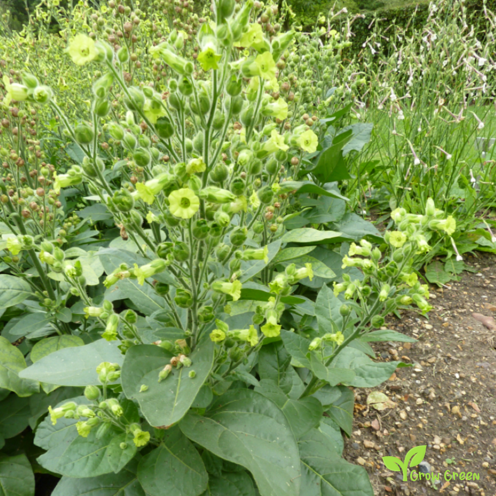 10 seeds of Luti Kambichki Chilli Pepper - CAPSICUM ANNUUM + Gift 5 seeds of Sunflower