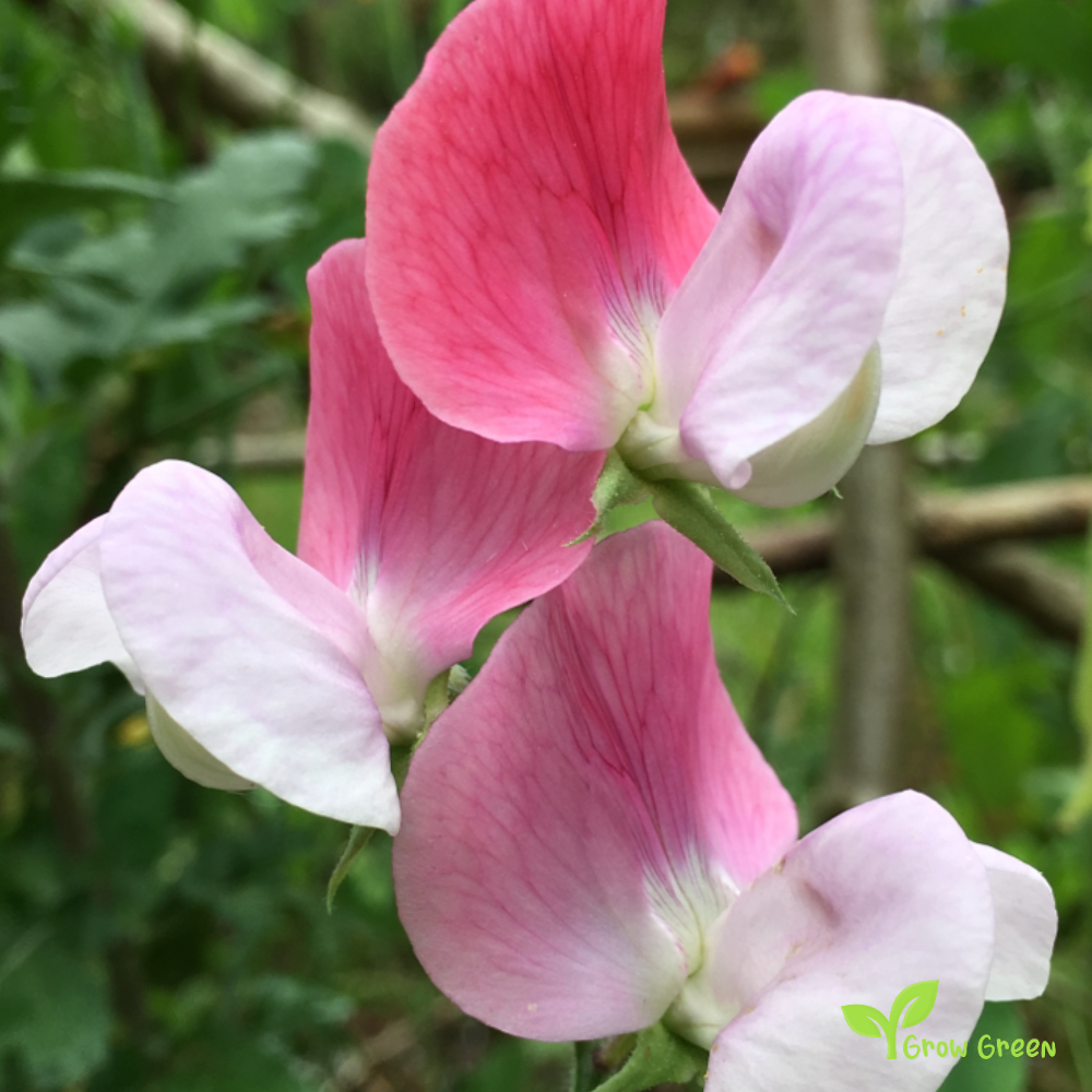 5 seeds of Sweet Pea - MAYFLOWER + Gift 5 seeds of Sunflower