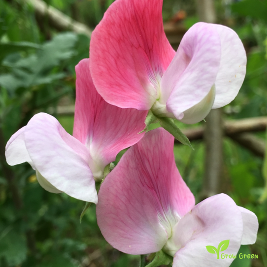 5 seeds of Sweet Pea - MAYFLOWER + Gift 5 seeds of Sunflower