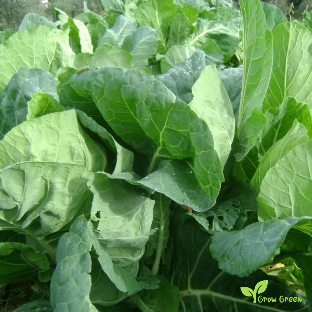 20 seeds of Tronchuda Borecole - BRASSICA OLERACEA + Gift 5 seeds of Sunflower