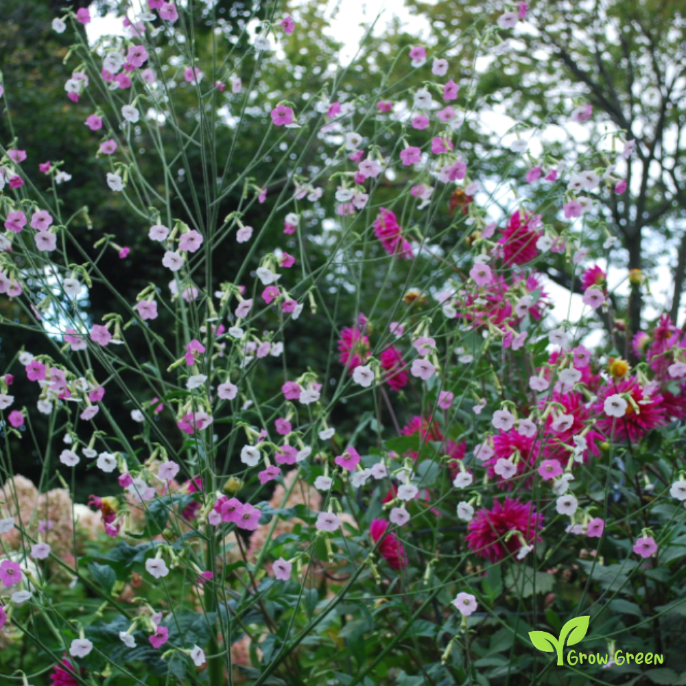 20 seeds of Tobacco - NICOTIANA MUTABILIS + Gift 5 seeds of Sunflower