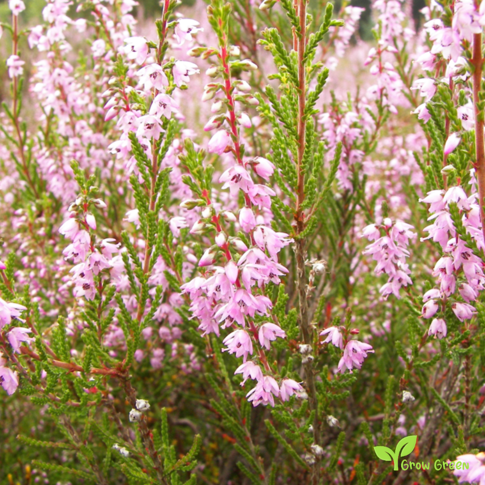 20 seeds of Scottish Heather - CALLUNA VULGARIS + Gift 5 seeds of Sunflower