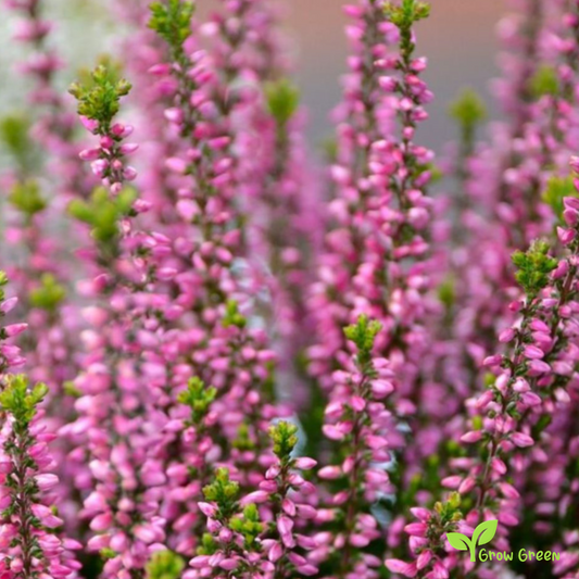 20 seeds of Scottish Heather - CALLUNA VULGARIS + Gift 5 seeds of Sunflower