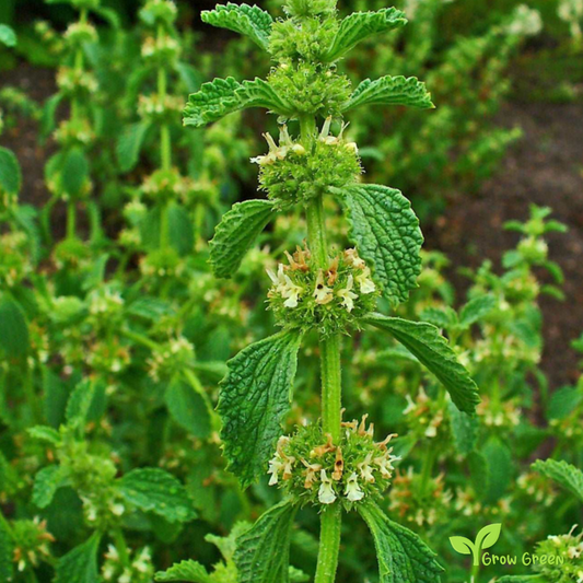 20 seeds of Horehound - MARRUBIUM VULGARE + Gift 5 seeds of Sunflower