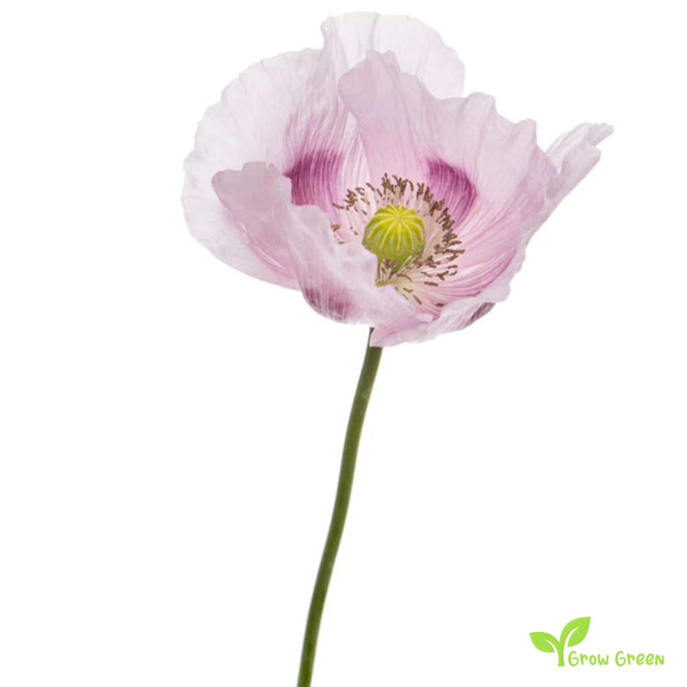 10 seeds of Light Purple Poppy - PAPAVER + Gift 5 seeds of Sunflower