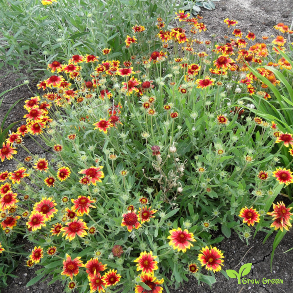 20 seeds of Gaillardia - GAILLARDIA PULCHELLA + Gift 5 seeds of Sunflower