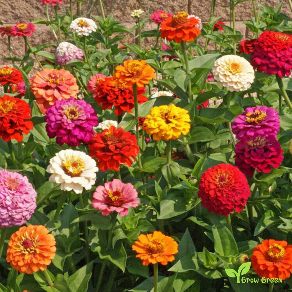 30 seeds of Mix Colour Zinnia - ZINNIA ELEGANS + Gift 5 seeds of Sunflower